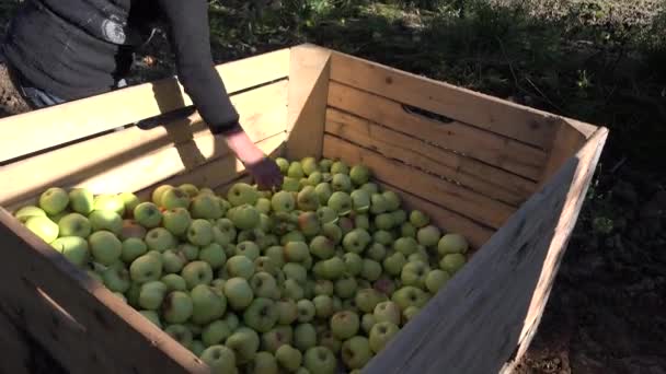 Worker woman load apple to crate in orchard garden in autumn. Tilt up. 4K — Stock Video