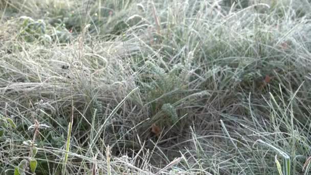 Ποώδη φυτά και δέντρα που καλύπτονται με τον παγετό rime ηλιόλουστη φθινοπωρινή πρωί. 4k — Αρχείο Βίντεο