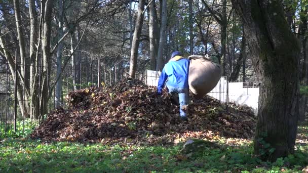 Man overdrachts-tas vol met droge bladeren en dump het op grote compost stapel. 4k — Stockvideo