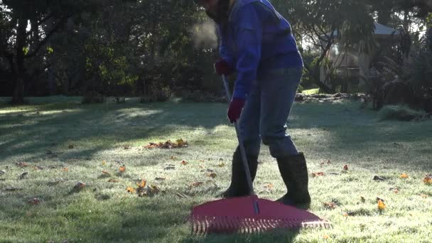 Manliga arbetare rake lämnar i vacker trädgård i höst efter frost. 4k — Stockvideo