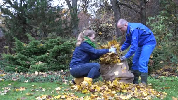 Menschen pflücken Blätter im herbstlichen Park. 4k — Stockvideo