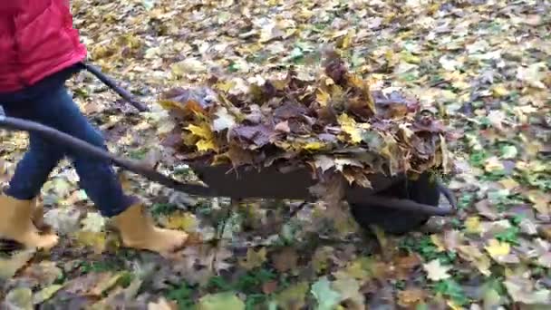Mujer llevar carro de hojas secas y volcarlo accidentalmente en el suelo. De mano. 4K — Vídeo de stock