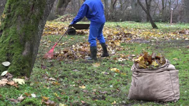 Väska full av löv och trädgårdsmästare man kratta färgglada bladverk i trädgården. 4k — Stockvideo