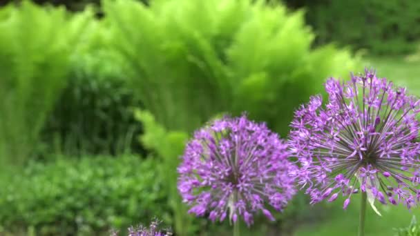 Dekorativní česnek květ květ pohyb ve větru. Detailní záběr. 4k — Stock video