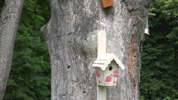 Покрашенная коробка с птичьими гнездами висит в парке старый мертвый ствол дерева. 4K — стоковое видео