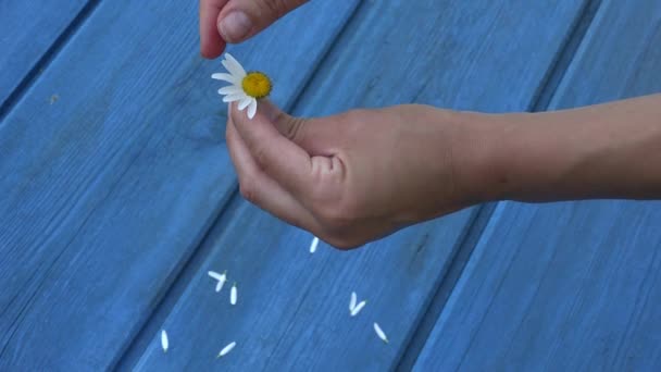 Руки божественной будущей любви с лепестками маргаритки на голубом фоне. 4K — стоковое видео