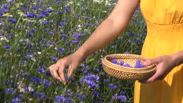 Flicka hand skörda blåklint blomma wicker basket sommartid. 4k — Stockvideo