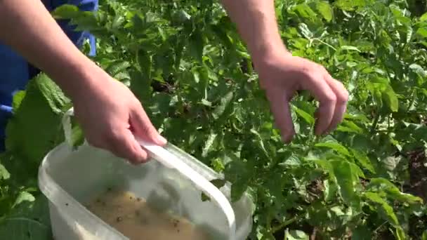 Boer man handen Kies colorado kever larve aan plastic emmer. 4k — Stockvideo