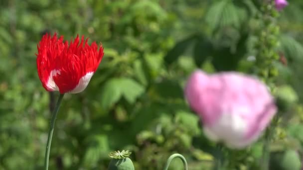 Red and pink poppy flowers blooms move in wind in summer garden. 4K — Stock Video