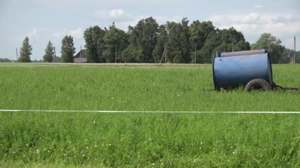 Rasage des vaches dans les pâturages verts étroits en été. Vue panoramique. 4K — Video