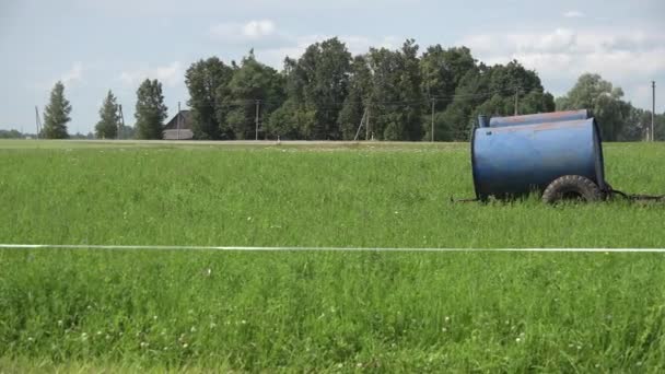 Vaca arrasar en pastos verdes cercanos en verano. Vista panorámica. 4K — Vídeos de Stock