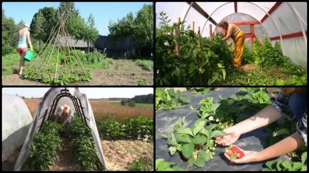 Mulheres jardineiro planta cuidado e colheita no jardim. Colagem de imagens — Vídeo de Stock