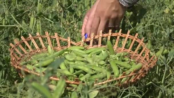 Фермерская девушка собирает горох стручки плетеной тарелки на ферме плантации. 4K — стоковое видео
