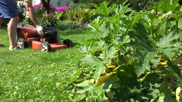 Jardineiro homem começar cortador de grama no prado perto de plantas de abobrinha. 4K — Vídeo de Stock