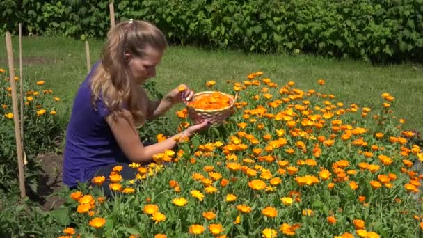 Herbalist girl harvest herbal plants in field. Marigold herb blooms. 4K — Stock Video