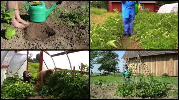 Jardinería ecológica en finca rural. Filmación collage . — Vídeo de stock