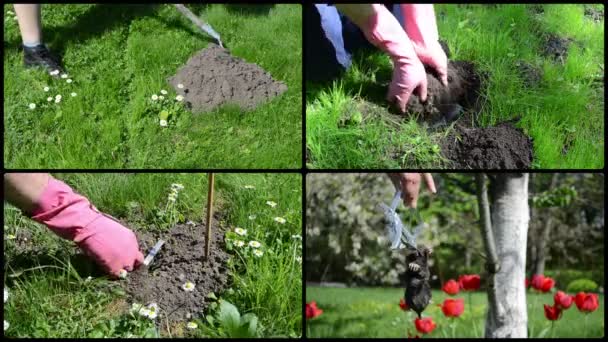 Maulwurfnagetier mit Falle im Garten bekämpfen Clips-Collage. — Stockvideo