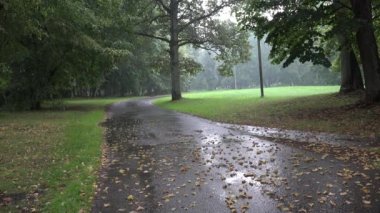 Wet park road surrounded by old trees and rain water drop fall on asphalt. 4K