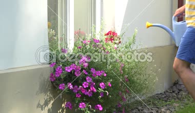 pencere kenarında asılı tencerede çiçeği çiçek sulama el. 4k