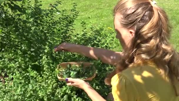 Blonde vrouw meisje in geel shirt pick verzamelen Mint kruid plant bladeren naar houten schotel in de tuin. 4k — Stockvideo