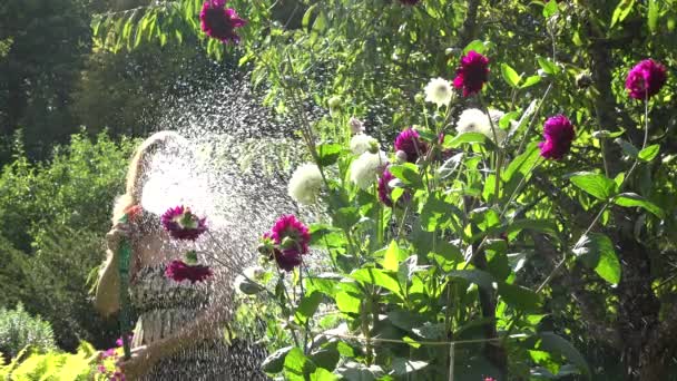 Jovem mulher molhando dália com aspersor de mangueira em dia ensolarado. 4K — Vídeo de Stock