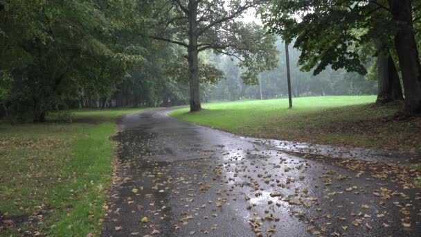 Mojado camino parque rodeado de árboles viejos y gota de agua de lluvia caen sobre el asfalto. 4K — Vídeo de stock
