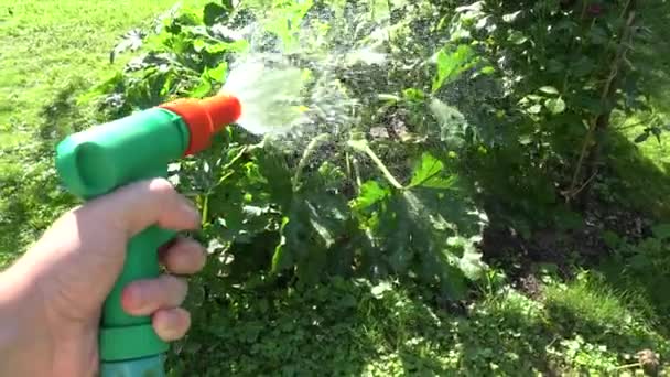 Hand wässern Zucchini-Blatt mit Wasser bestreuen Schlauch Garten. 4k — Stockvideo