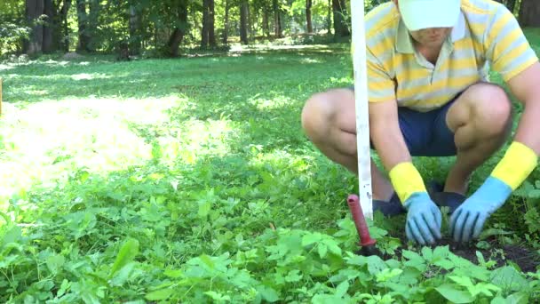 Homme fermier heureux avec des gants trouver animal taupe mort dans un piège spécial dans le jardin. 4K — Video