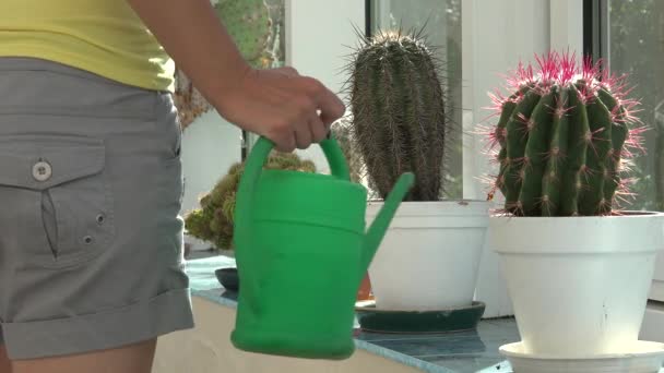 Weibchen gießen dekorativen Kaktus im Topf Fensterbank drinnen. 4k — Stockvideo