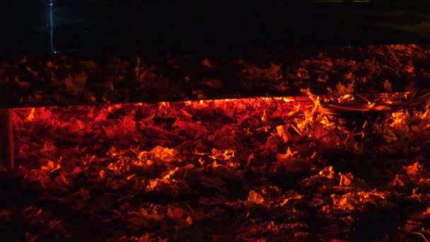 Die Menschen genießen die herbstliche Lichtinstallation im Park bei Nacht. Vergrößern. 4k — Stockvideo