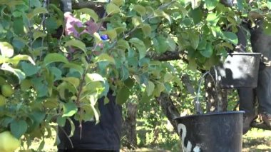 Yorgun çiftçi kadın meyve bahçesinde ağaç dallarından elma topluyor. 4k
