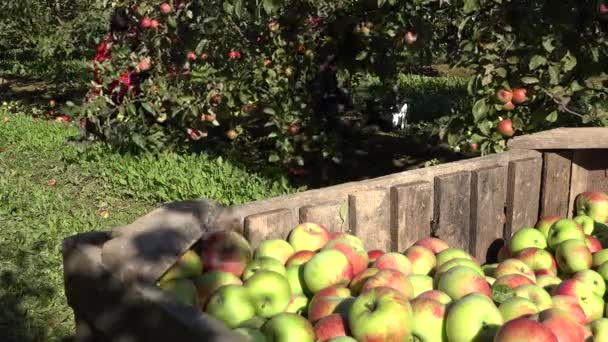 Mulher apanhadora de frutas pegar maçãs e caixa de madeira com frutas. Mudança de foco. 4K — Vídeo de Stock
