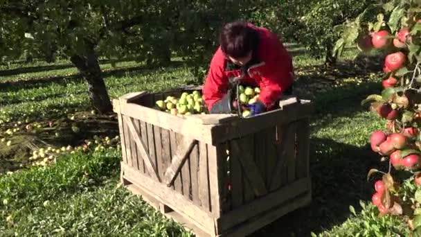 Сборщица фруктов наливает ведро с собранными яблоками в деревянный ящик. 4K — стоковое видео