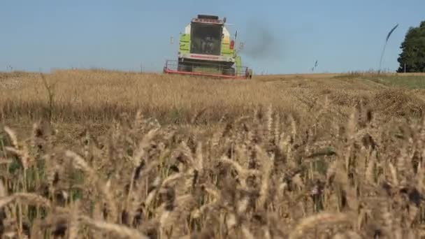 Комбайновые работы на ячменном пшеничном поле во время сбора урожая. 4K — стоковое видео