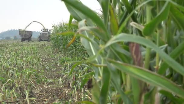 Parte posterior de la cosechadora cortar plantas de maíz en la granja. 4K — Vídeo de stock