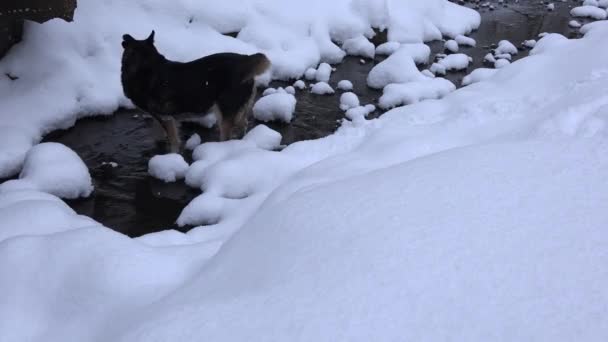 Europees hond wandeling in Beek creek water stroom tussen de sneeuw in de winter. 4k — Stockvideo