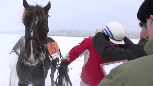 O vencedor da corrida de cavalos recebe prêmio de medalha de prêmio no hipódromo nevado de inverno. 4K — Vídeo de Stock