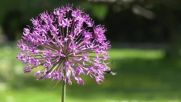 Flor de alium púrpura con abeja recolectar néctar. Primer plano disparado. 4K — Vídeo de stock