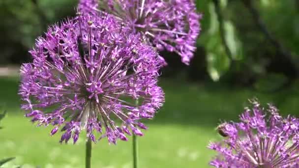 Alho decorativo flor de allium mover-se no vento e abelha. Mudança de foco. 4K — Vídeo de Stock