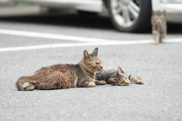 Street Cute Little Kitty Grey Colour Turtle Sitting Pavement House — Stock Photo, Image