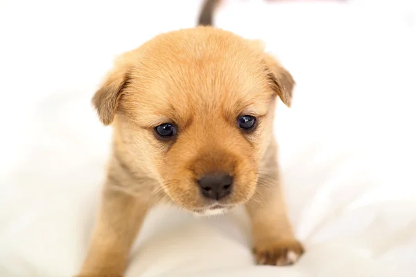 Cute puppy learning to walk — Stock Photo, Image