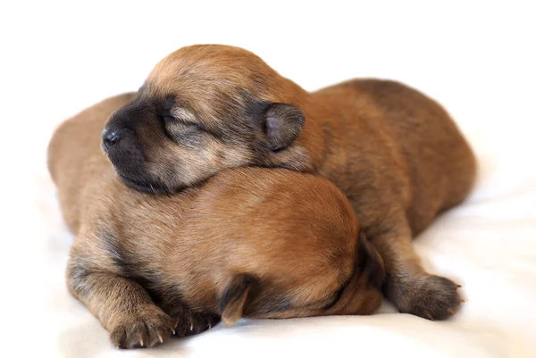 Cute puppies sleeping together — Stock Photo, Image