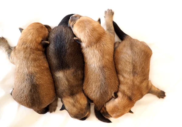 Four puppies fast asleep together