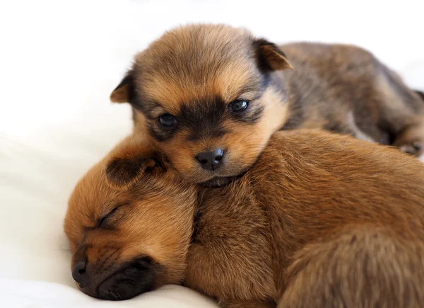 Little puppies sleeping together — Stock Photo, Image