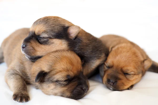 Three puppies sleeping together — Stock Photo, Image