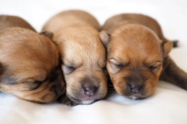 Three small puppies sleeping together — Stock Photo, Image