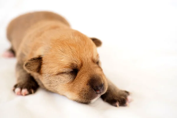 Tiny puppy fast asleep on soft bed — Stock Photo, Image