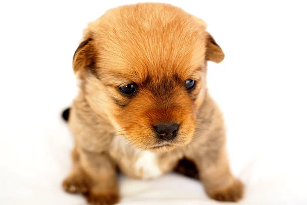 Petit chiot apprend à se tenir debout — Photo