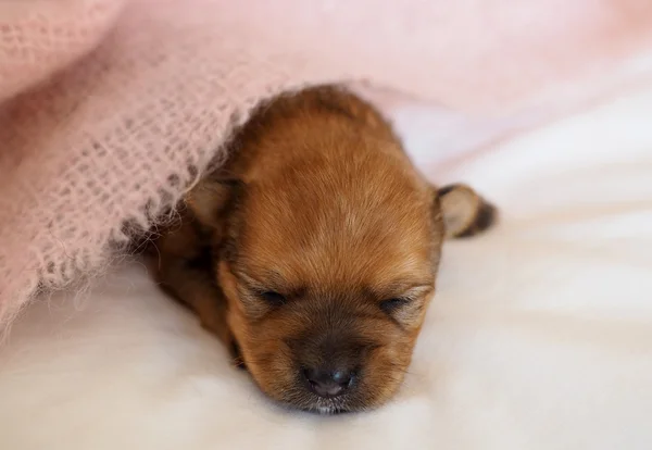 Little puppy asleep under pink blanket — Stock Photo, Image