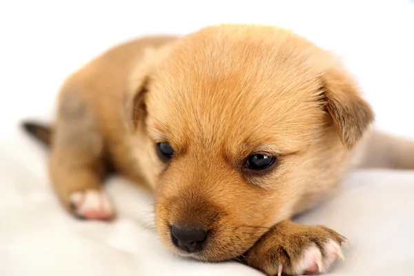 Tiny puppy on soft white bed — Stock Photo, Image